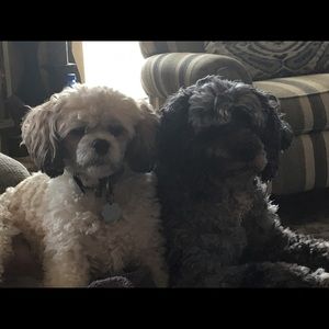 Meet your Posher, Ramona